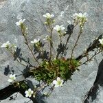 Saxifraga cuneata Habit