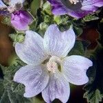 Malva nicaeensis Λουλούδι