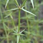 Drypis spinosa Likasa