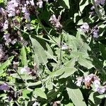 Salvia fruticosa 葉