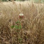 Trifolium vesiculosum ফুল