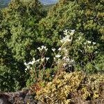 Saxifraga fragilis फूल