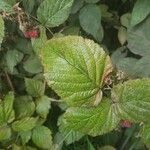 Rubus albiflorus Blatt