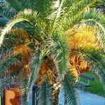 Phoenix canariensis Fruto