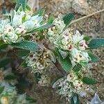Paronychia arabica 花