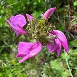 Pedicularis pyrenaica Flower