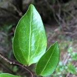 Griselinia racemosa Лист