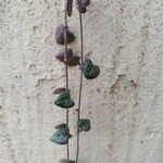 Ceropegia woodiiLapas