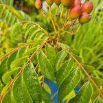 Bergera koenigii Fruit