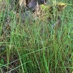 Carex chordorrhiza برگ