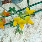 Lotus lancerottensis Кветка