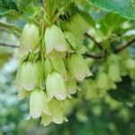 Enkianthus campanulatus 花