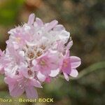 Armeria macrophylla Květ
