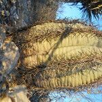 Echinocactus horizonthalonius Habit