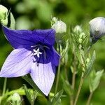 Platycodon grandiflorus Flower