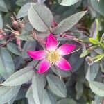 Rosa glauca Λουλούδι