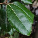 Elaeagnus × submacrophylla Hoja