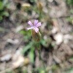 Petrorhagia prolifera Blüte