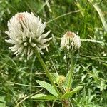 Trifolium montanum Hábito