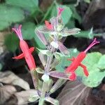 Salvia involucrata 花