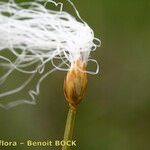 Trichophorum alpinum Fruit