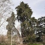 Cupressus lusitanica Агульны выгляд