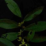 Guatteria blepharophylla Цвят