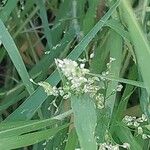 Panicum miliaceum Blüte