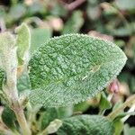 Cistus salviifolius Fuelha