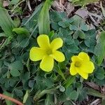 Oxalis sellowiana Fleur
