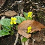 Viola rotundifolia 整株植物