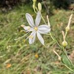 Anthericum ramosum Fula
