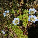 Gentiana depressa 花