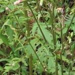 Erechtites valerianifolius Fiore