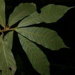Meliosma brenesii Leaf