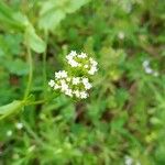 Valeriana woodsiana Květ