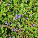 Ceratostigma willmottianum Blüte