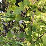 Ribes nigrum Плід