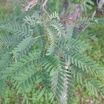 Prosopis africana Folio