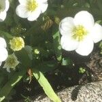 Limnanthes alba फूल