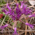 Allium falcifolium 花
