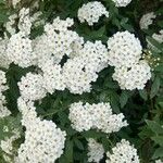 Spiraea cantoniensis Цвят