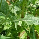 Crepis setosa Leaf