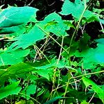 Eutrochium steelei Yaprak