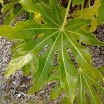 Fatsia japonicaЛисток