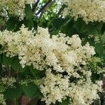 Syringa vulgaris花