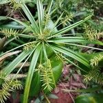 Cyperus meyenianus 葉