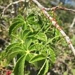 Cyphostemma hypoleucum Blad