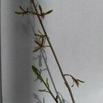 Eulophia graminea फूल