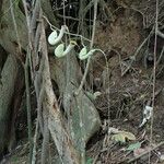 Aristolochia trilobata Habit